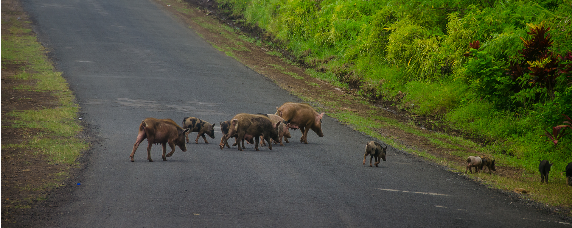 Лоси, кони и мыши: кому и за что заплатит страховая? Полный гайд по «животным» случаям в ОСАГО и КАСКО